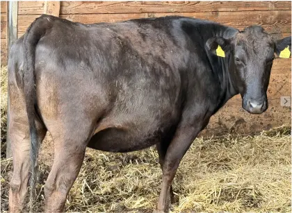 3 reinrassige, belegte Wagyu-Kalbinnen, BIO