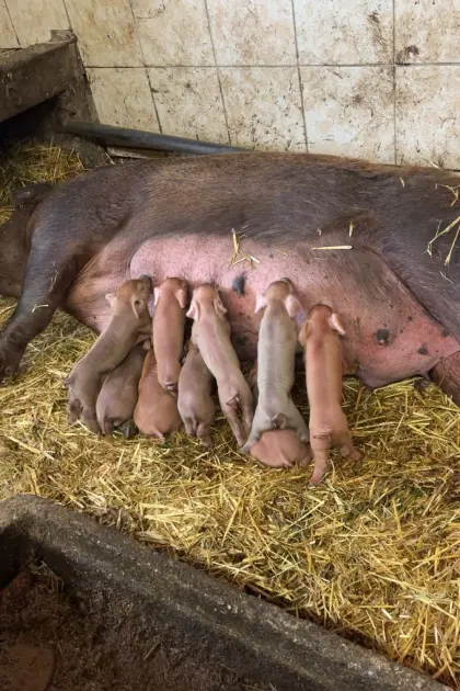 Verkaufe Duroc-Ferkel