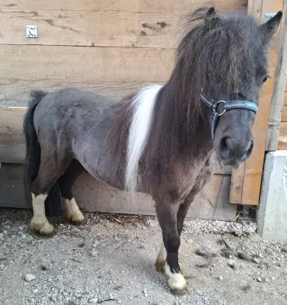 Mini-Shetty-Hengst