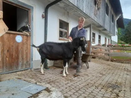 HB Bündnerstrahlenziegenbock