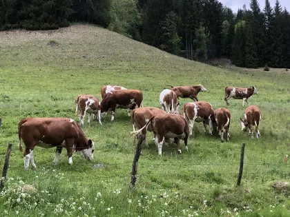 Verkaufe trächtige Fleckvieh-Kalbinen