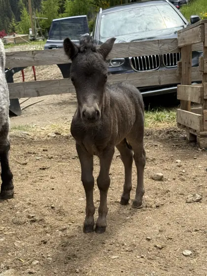 Ponystute mit Fohlen