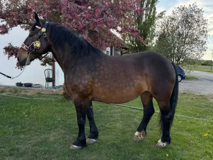 Noriker