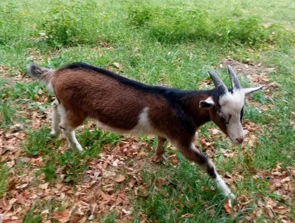 Bockkitz, Jungbock, Ziegenbock
