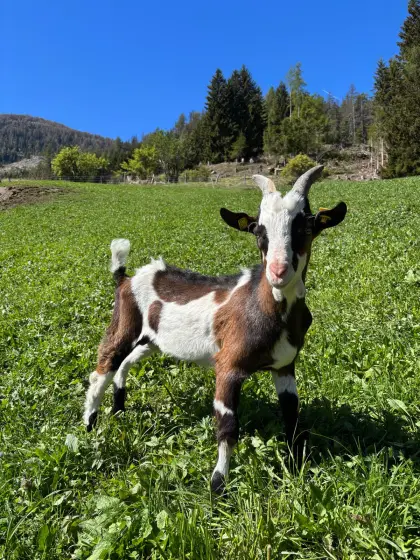 Tauernschecken Kitzbock
