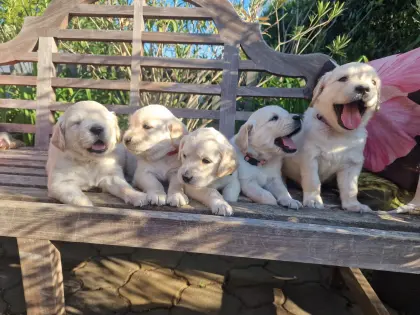 Golden Retriever