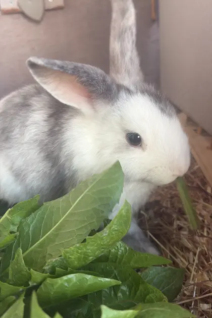 Kaninchen