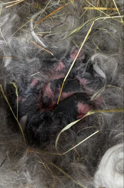 Reinrassige NHD Zwergkaninchen-Babys
