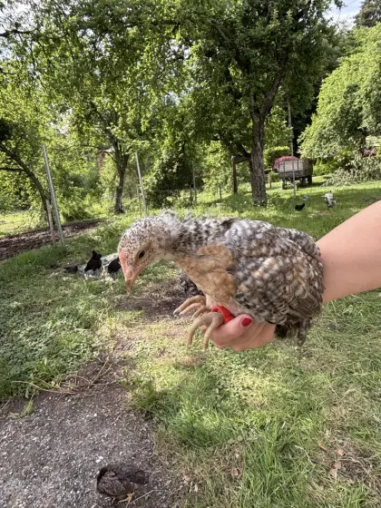 Bielefelder Kennhuhn-Hahn