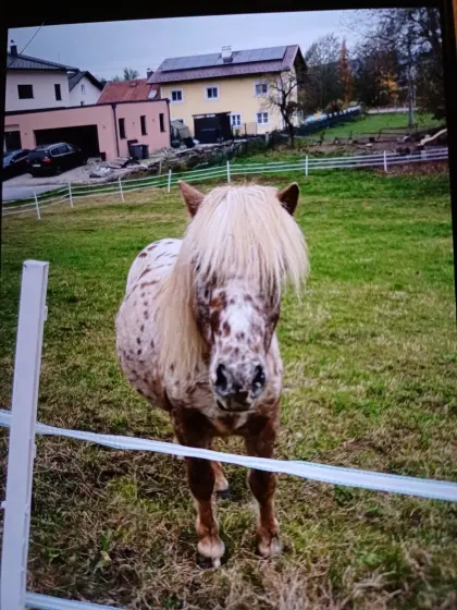 Shettyhengst Rambo sucht ein neues Zuhause