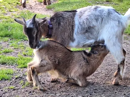 Mini-Zwergziege