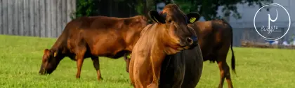 Wagyu-Workshop Herd- und Stallmanagement Mutterkuhhaltung