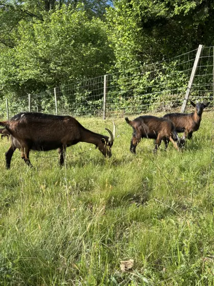 Pinzgauer Bockkitz