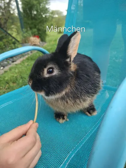 Kaninchen