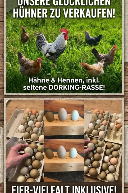 Hühner und Hähne
