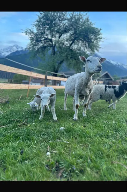 Texal-Widder