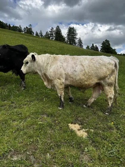 Bio-Gallowaystier