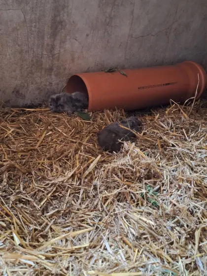 Meerschweinchen-Jungtiere.