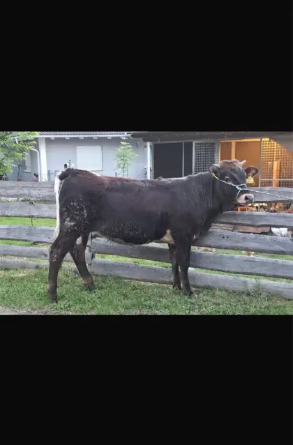 Aubrac/Pinzgauer Kalbin