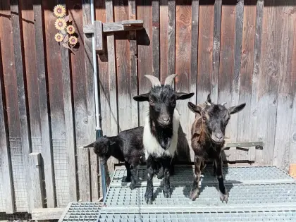 Mini-Zwergziegen