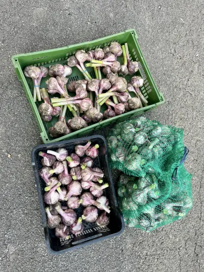 Frischer Knoblauch