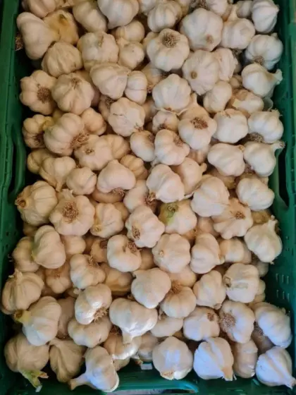 Knoblauch Direktvermarktung Hofladen