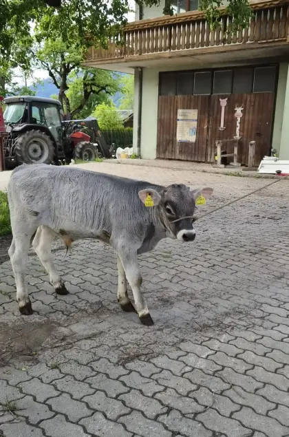 Verkaufe Tiroler Grauvieh-Kalb