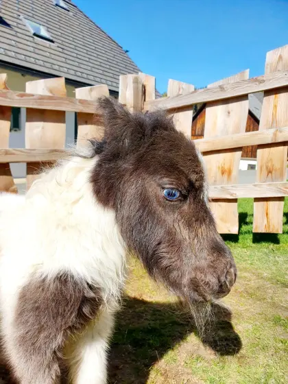 Mini-Shetland Splashed-Tovero Absetzer mit blauem Auge