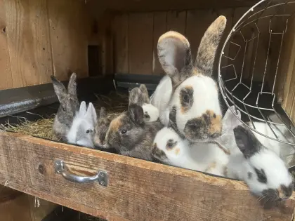 Aktion junge Kaninchen