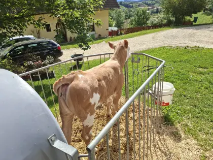 FV x CH Kalb, weiblich