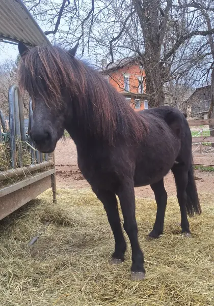 Islandpferd, Zuchtstute tragend
