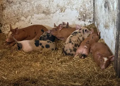 Turopolje-Kunekune-Ferkel