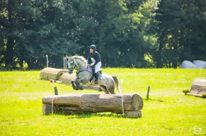 Schicker Trakehner mit tollen Erfolgen