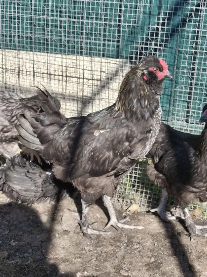 Junghähne, Hahn, Gockel, Easterleger