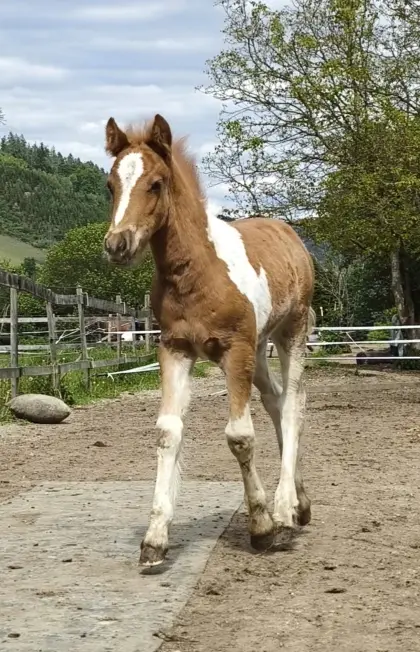Märchenpony