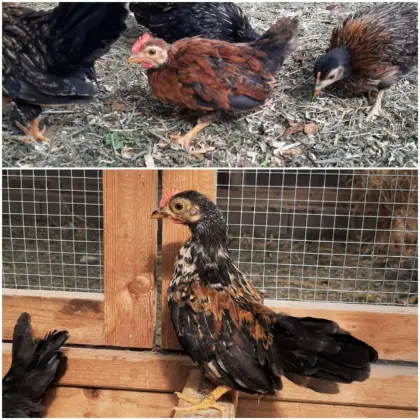 Serama Hähne und 3 Hennen
