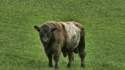 Bio-Galloway-Stier