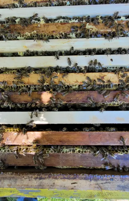 Bienenvölker auf 10 Waben mit Carnica Königin 2026