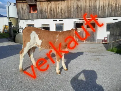 Fleckvieh-Zuchtstierkalb
