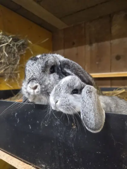 Zwergwidder Chinchilla-Weiß
