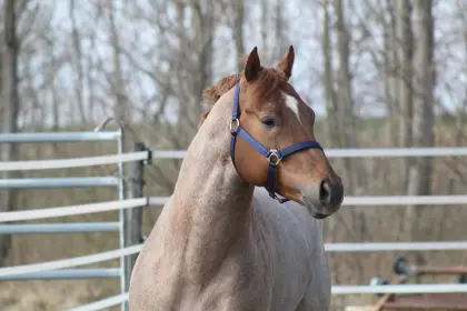 AQHA/APHA Red Roan Deckhengst