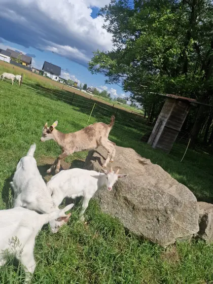 Milchziegen, Saanenziegen