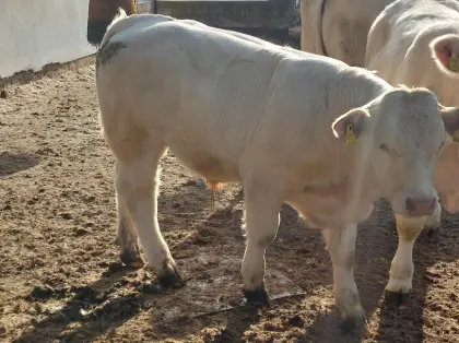 Charolais-Zuchtbullen von Biobetrieb
