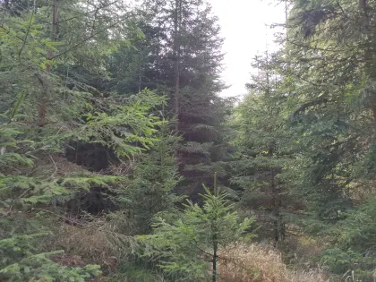 Waldgrundstück (Aigen-Schlägl/Böhmerwald) zu verkaufen