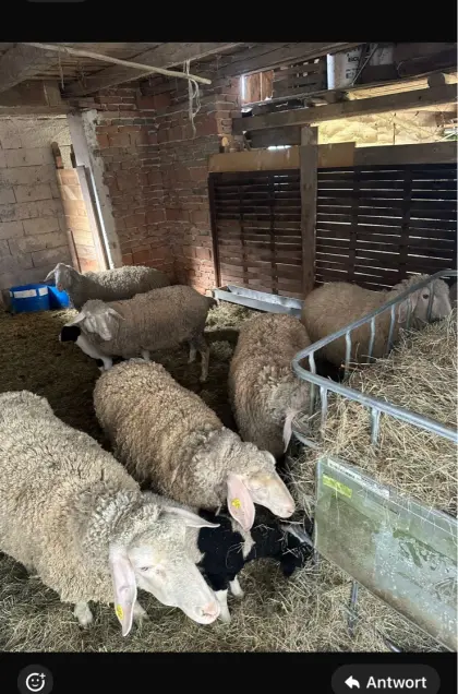 Merino-Schafe