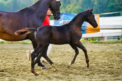 Hengstfohlen von DiMaggio Black
