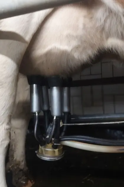 Bio-Milch- oder Mutterkuh