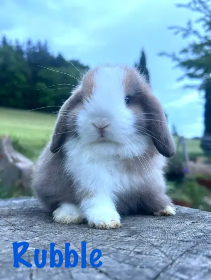 Miniwidder Mini Lop Minilop Zwergwidder Kaninchenbabys