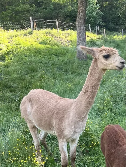 Alpaka-Hengst, 3 Jahre