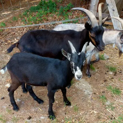 Bockkitz, Ziegenbock, Jungbock